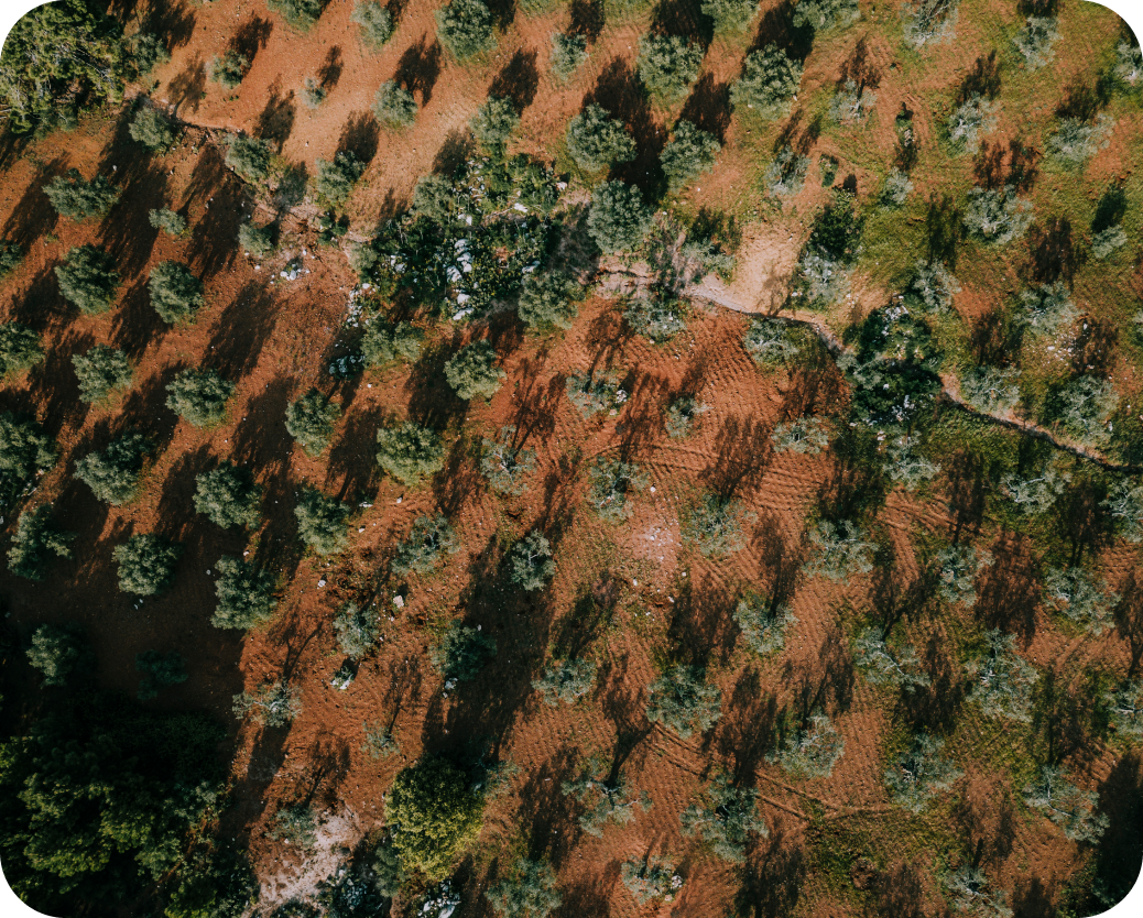 Aerial Mapping (Photogrammetry)